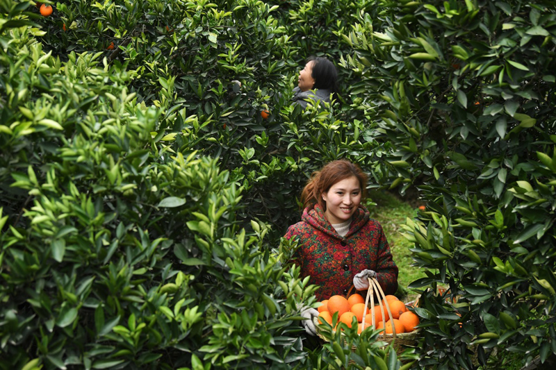 重庆奉节:脐橙种植促农增收