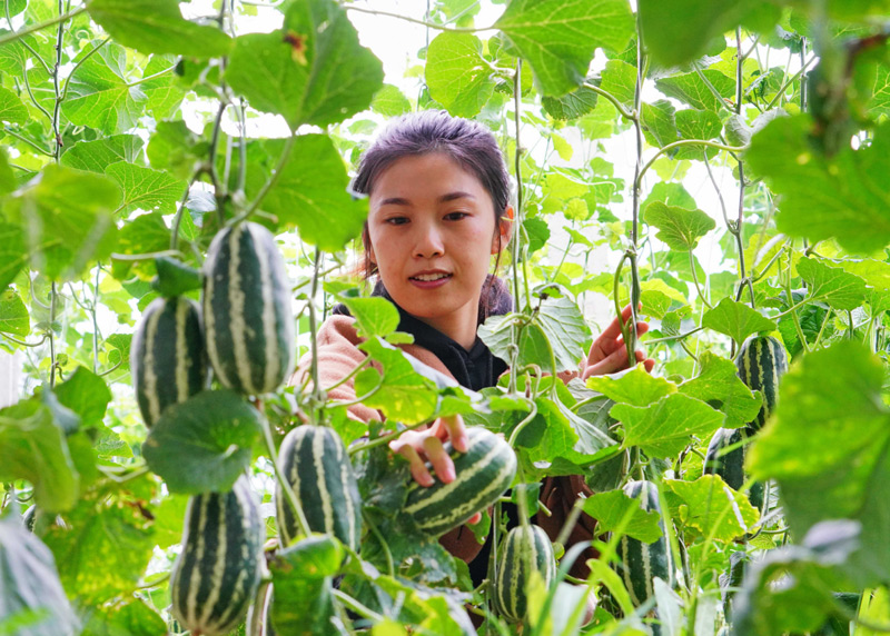 河北曹妃甸:特色种植促增收