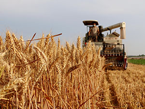 小麦300-225.jpg