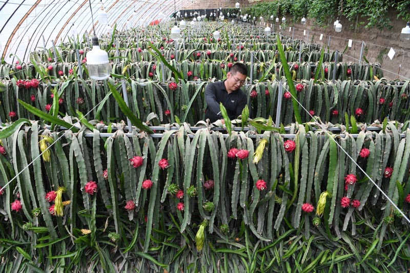 图片库 图片近日,甘肃省张掖市甘州区农民在日光温室大棚种植火龙果