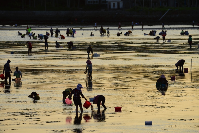 海南琼海:赶海拾贝