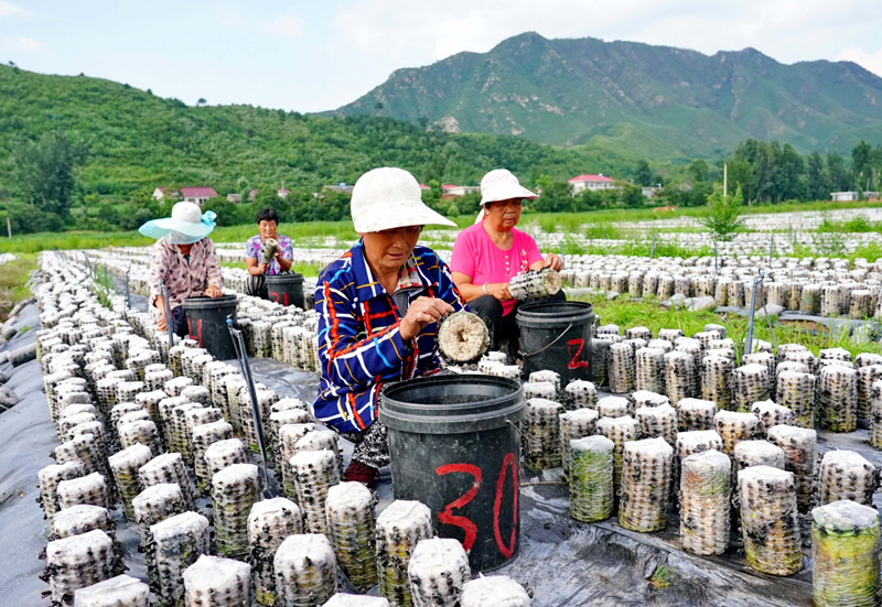 河北青龙：食用菌培育促增收