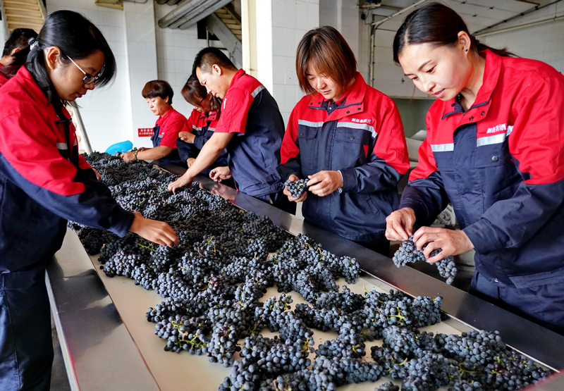 河北昌黎:收获酿酒葡萄