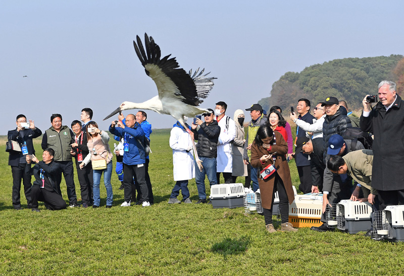 鹰潭原油期货开户120只珍稀候鸟放飞鄱阳湖