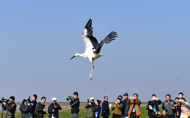 120只珍稀候鸟放飞鄱阳湖