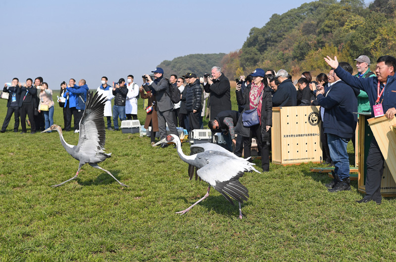 120只珍稀候鸟放飞鄱阳湖