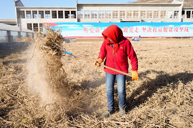 脱贫路上飘药香