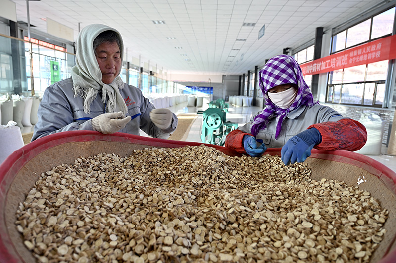 脱贫路上飘药香