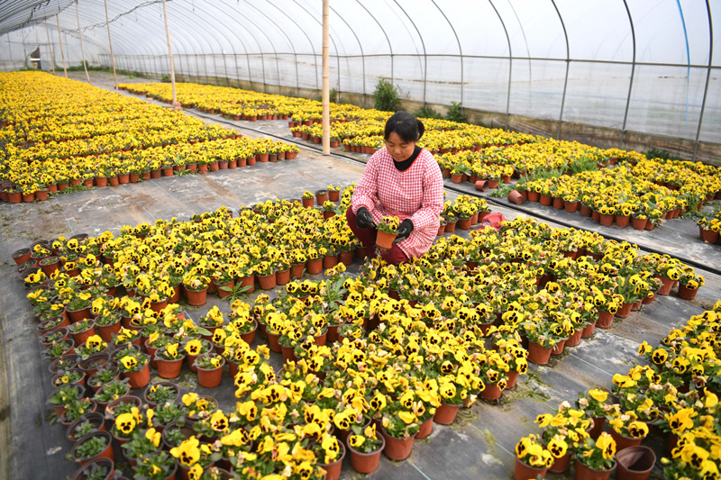 3月4日,花农在肥西县花岗镇现代农业示范区花卉种植基地开展春季管护.
