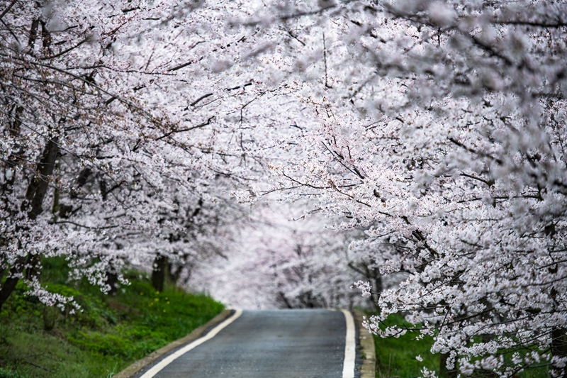 樱花盛开迎春至