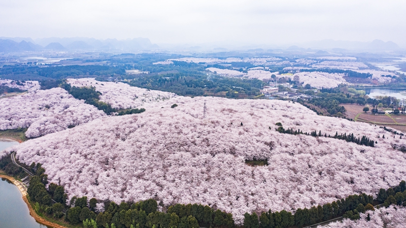 樱花盛开迎春至