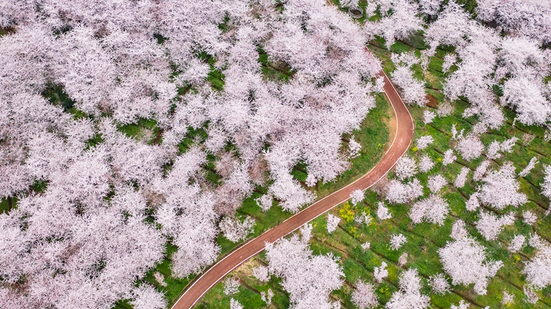 樱花盛开迎春至