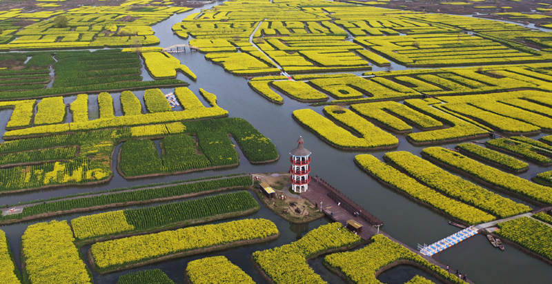 菜花黄时春正好