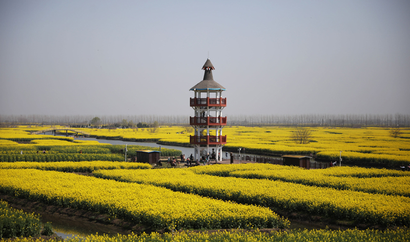 菜花黄时春正好