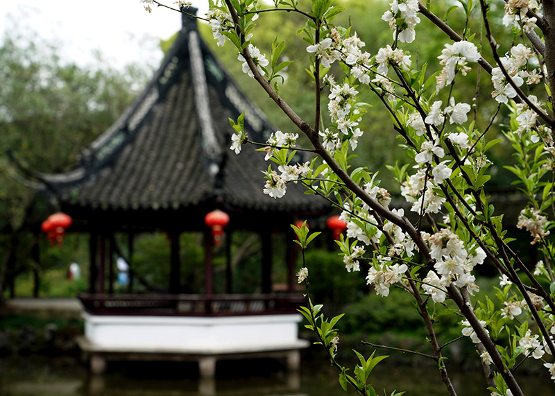 上海：古典园林春意浓