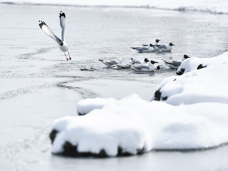 雪后青海湖