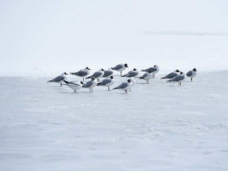 雪后青海湖