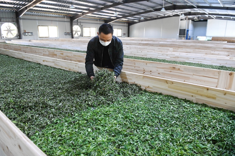 福建寿宁：巩固脱贫成果闯新路