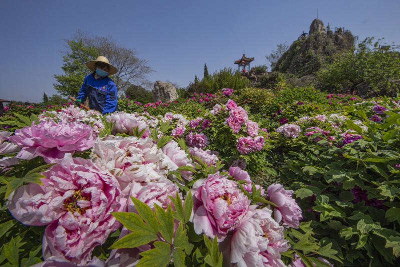 河北武安：废弃荒地变身“花果山”