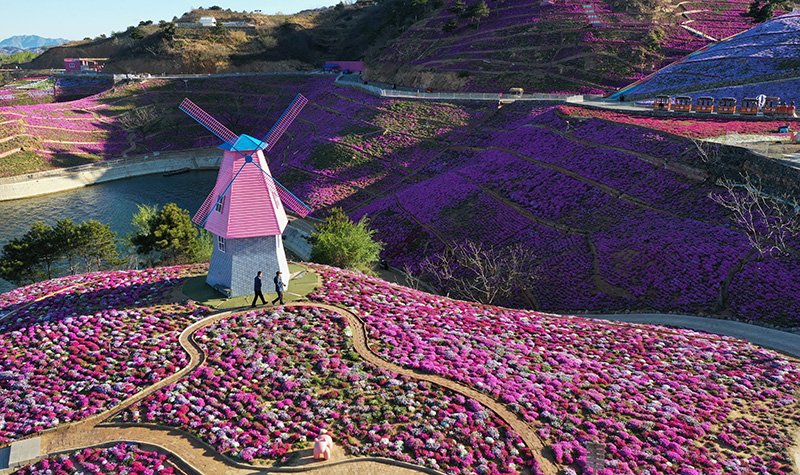 河北迁西：芝樱花开