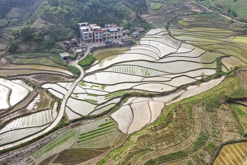 广西南丹县农民抢农时、忙插秧，为粮食丰收打基础！