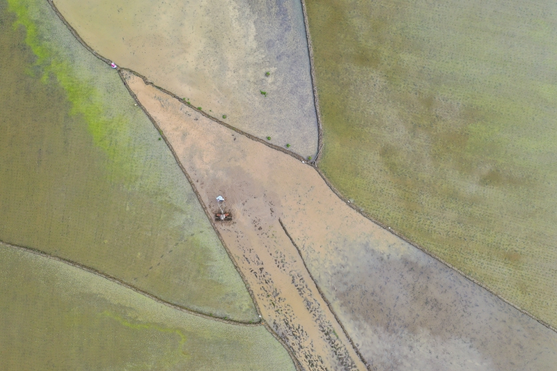 广西南丹县农民抢农时、忙插秧，为粮食丰收打基础！