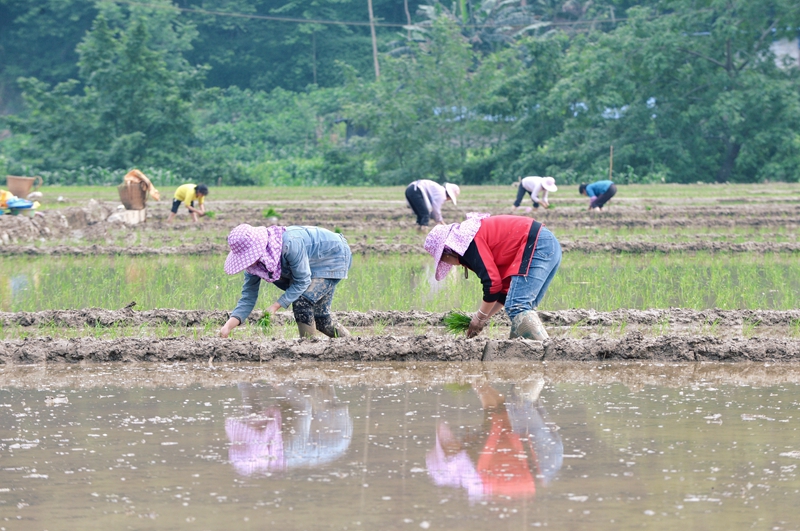 广西南丹县农民抢农时、忙插秧，为粮食丰收打基础！