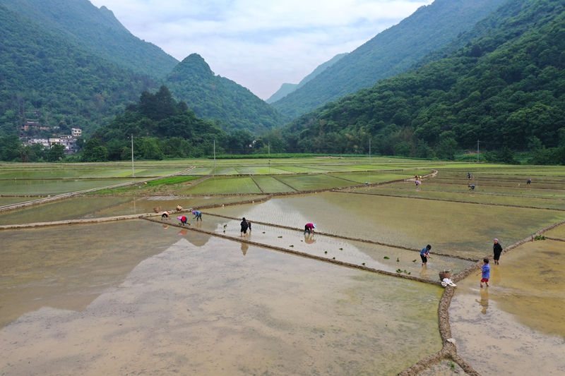 广西南丹县农民抢农时、忙插秧，为粮食丰收打基础！