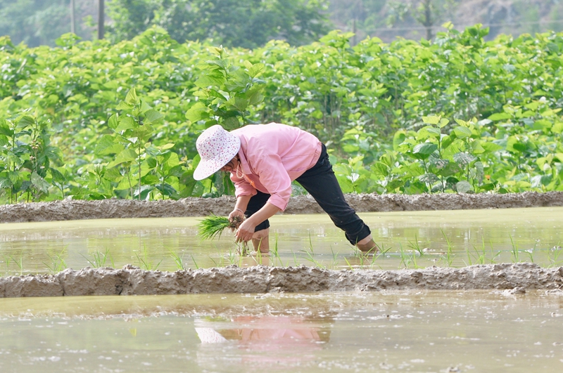 广西南丹县农民抢农时、忙插秧，为粮食丰收打基础！