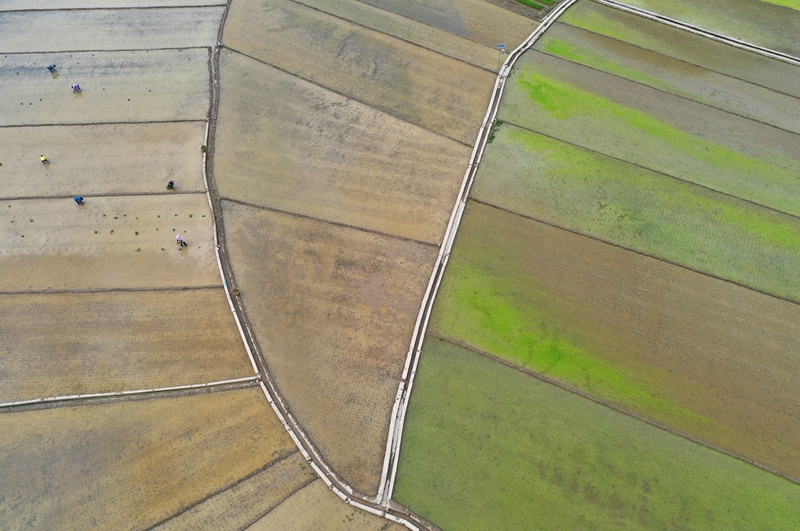 广西南丹县农民抢农时、忙插秧，为粮食丰收打基础！