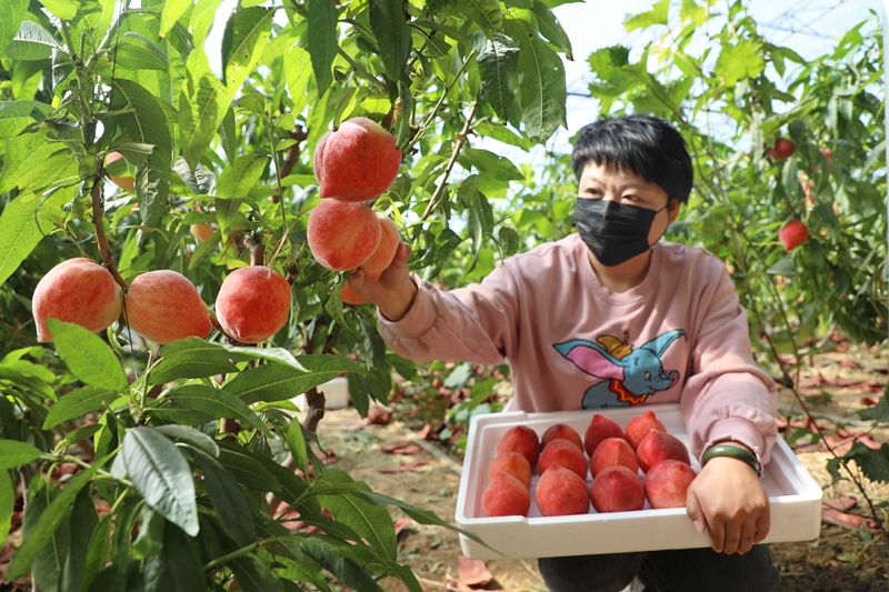 河北唐山：设施农业促增收