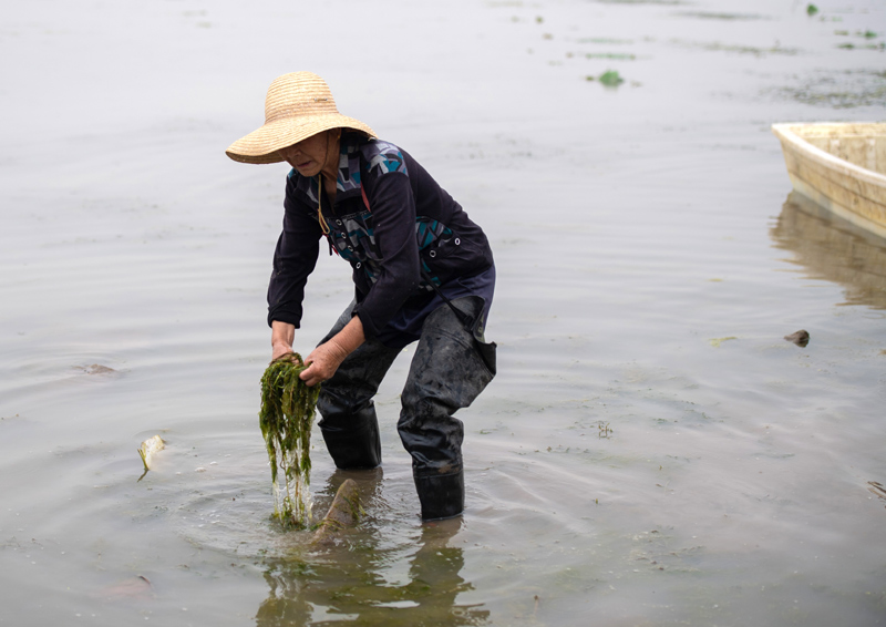 湖南安乡：珊珀湖臭水变碧水