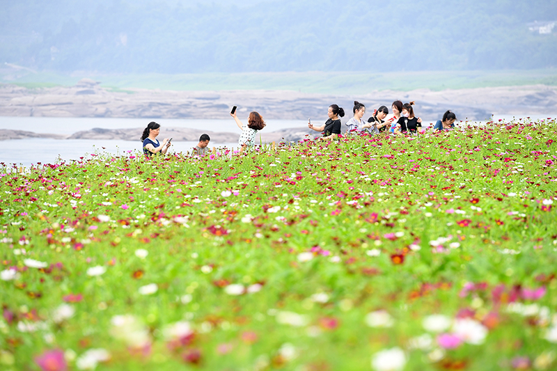 重庆：格桑花开长江畔