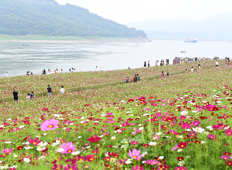 重庆：格桑花开长江畔