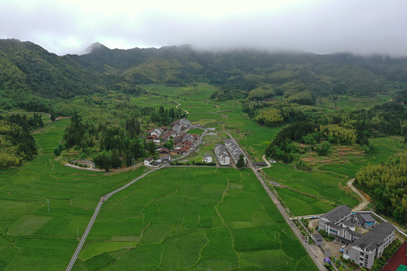 浙江景宁：高山上的“茭白之乡”