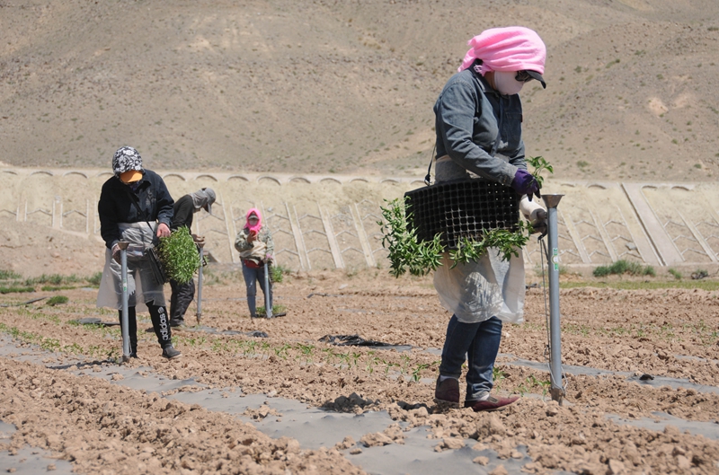 巴彦淖尔：高效农业促增收