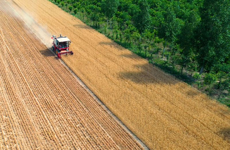 山西运城：400余万亩冬小麦开始收获