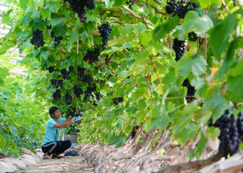 河北唐山：葡萄专业种植村里果飘香