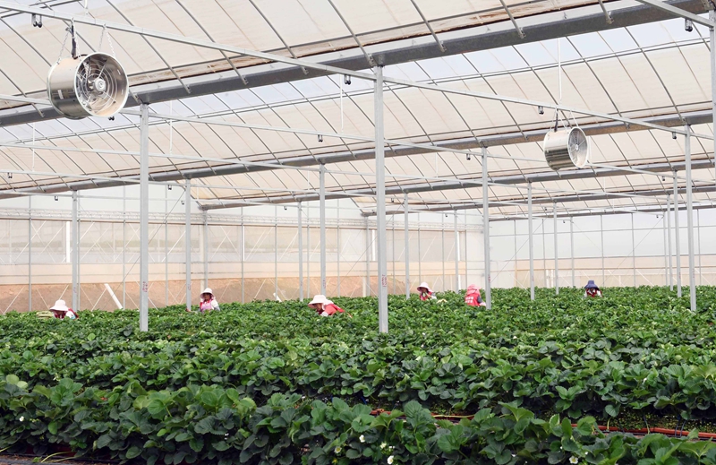 草莓育苗基地带动农民增收