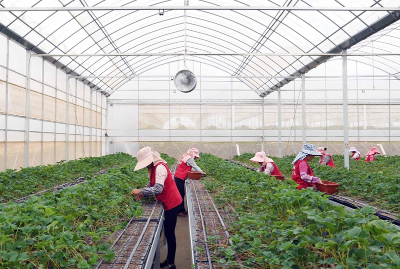 草莓育苗基地带动农民增收
