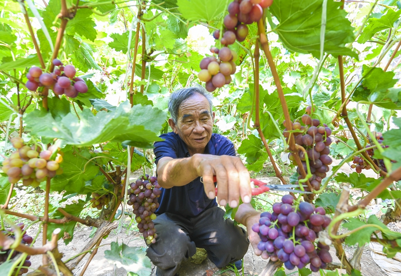 河北永清：暖棚葡萄富农家