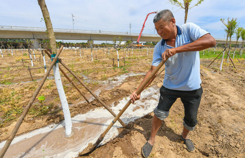 河北霸州：打造特色景观廊道