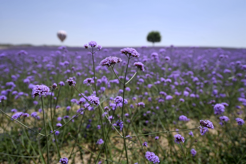 沙漠花海