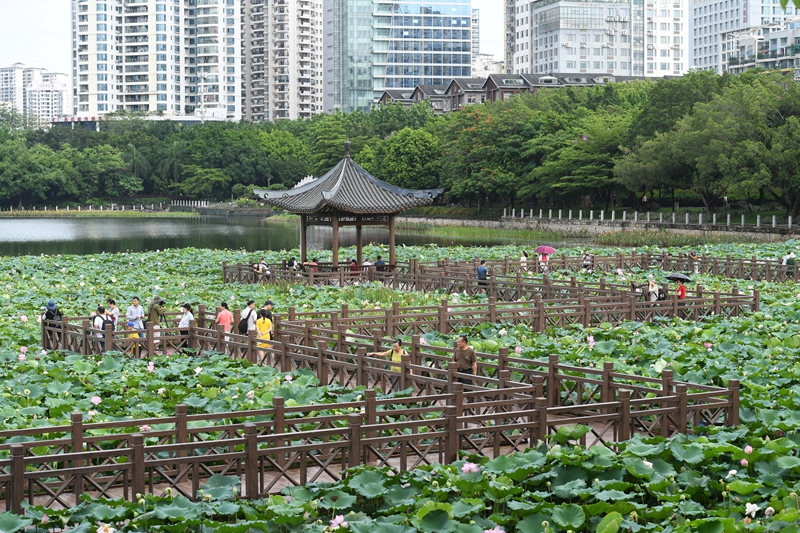 荷花绽放醉游人