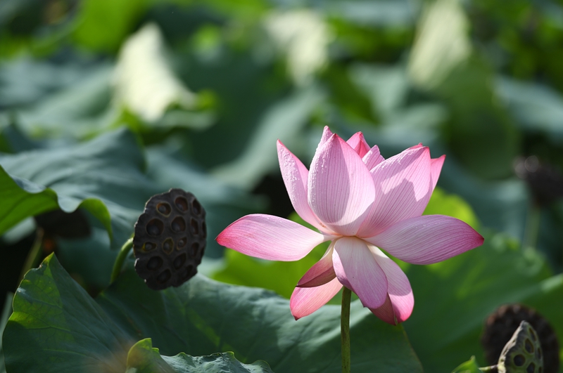 荷花绽放醉游人