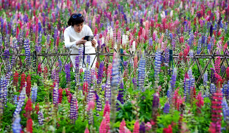 陕西太白：花开引客来