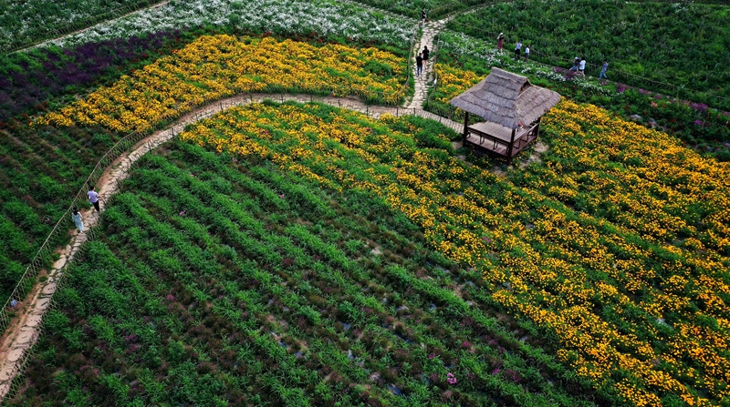 陕西太白：花开引客来