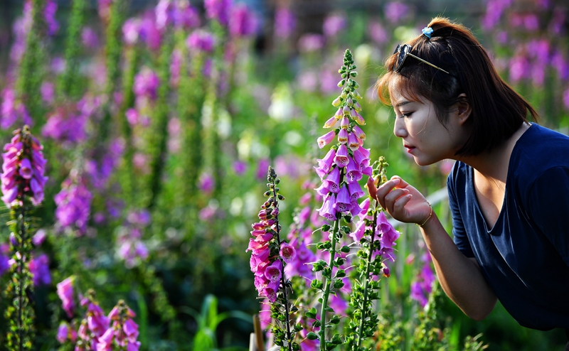 陕西太白：花开引客来