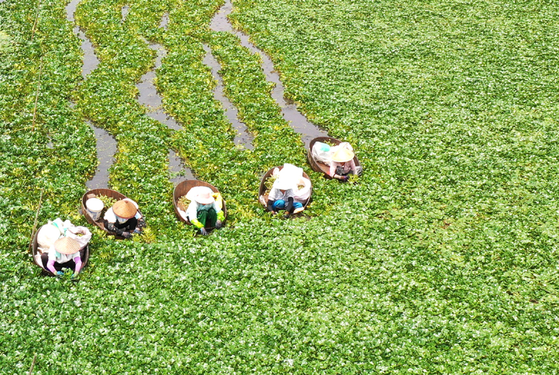江苏泰州：水乡采菱忙