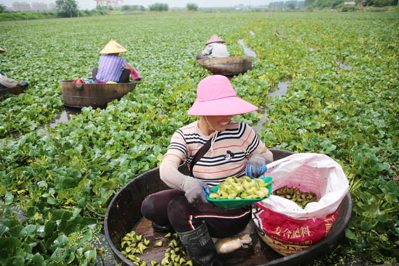江苏泰州：水乡采菱忙